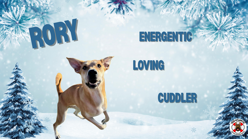 Rory is our Dog of the Month