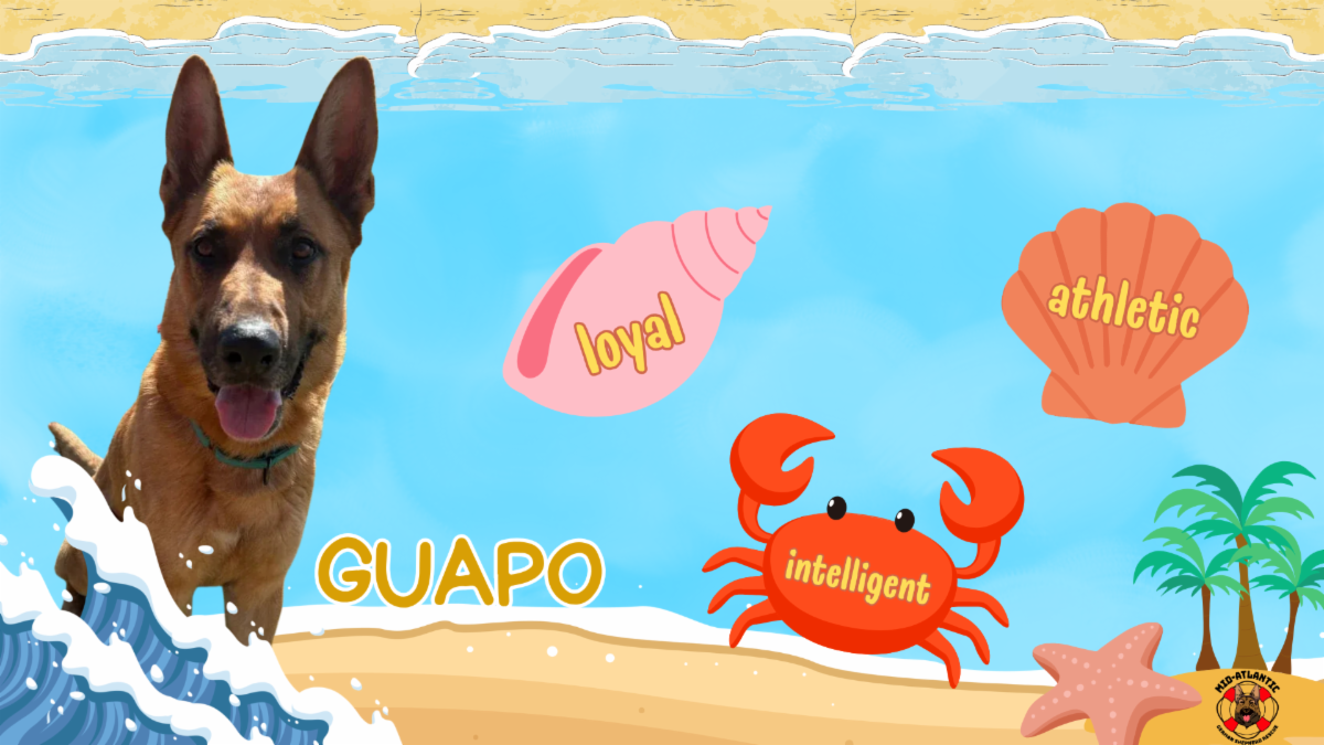 Meet Guapo, June '26 Dog of the Month!