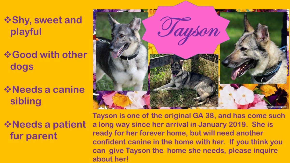 Mack is MAGSR's Dog of the Month!