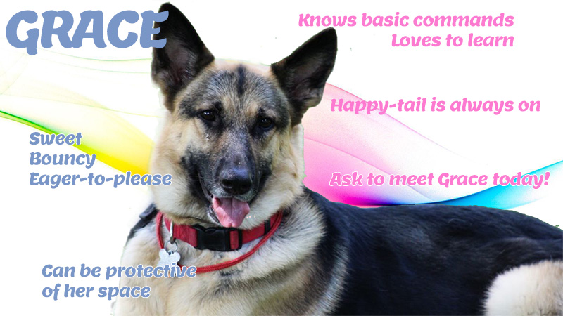 Grace is MAGSR's Dog of the Month!