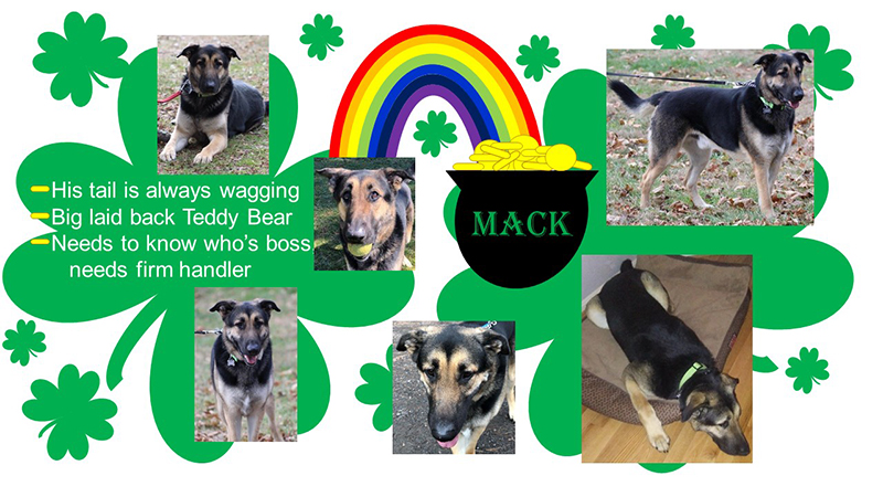 Mack is MAGSR's Dog of the Month!