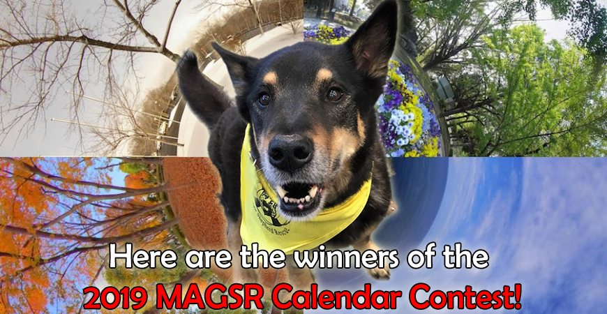 Vote for your favorite pup TODAY!