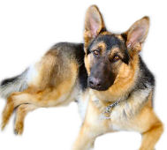 adopt german shepherd puppy near me