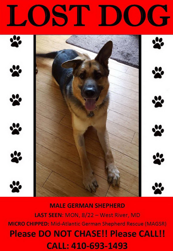 Cute German Shepherd Puppies For Sale In Michigan Craigslist