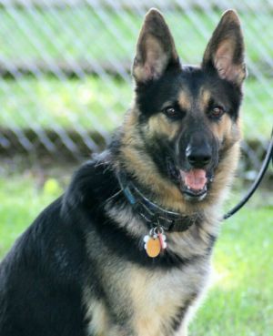 Eastern german shepherd store rescue