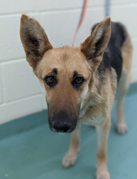 Clover is waiting for your help.