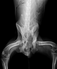 Clover came into our care emaciated, with a broken hip