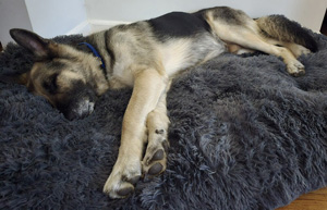 Rosco Needs Your Help!