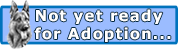 I'm not quite ready for adoption yet but check back soon! I'm not quite ready for adoption yet but check back soon!