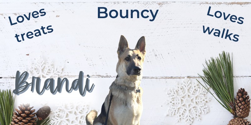 Brandi is MAGSR's Dog of the Month!