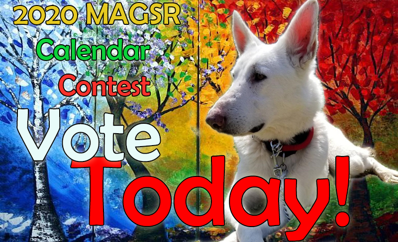 Vote for your favorite pup TODAY!