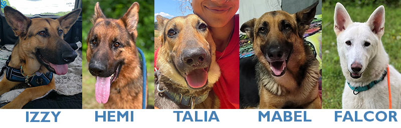 Heartworm is killing us!