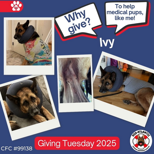 The MAGSR dogs are counting on you this Giving Tuesday