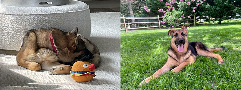 Help with their hip surgery! Donate to MAGSR - it's fast, free and secure!