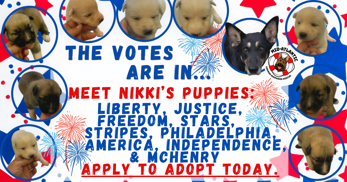 Meet Nikki’s Puppies!