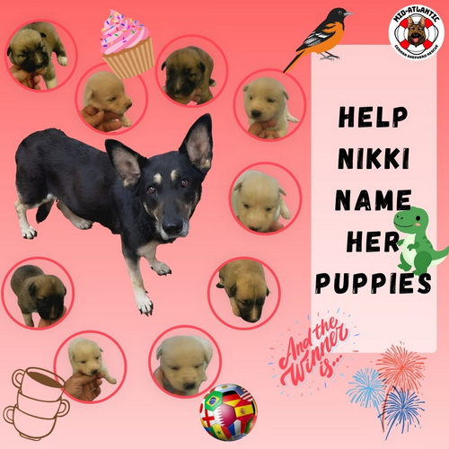Help Nikki Name Her Pups!