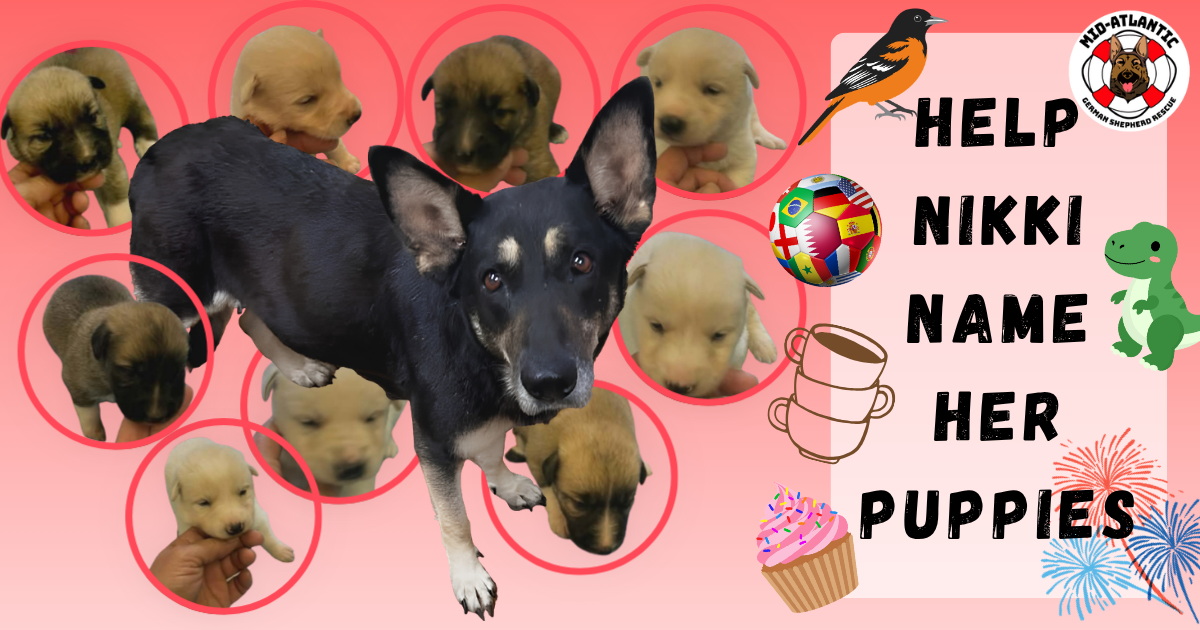 Help Nikki Name Her Pups!
