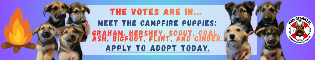 The votes are in - the Campfire theme has won! Meet Graham, Hershey, Scout, Coal, Ash, Bigfoot, Flint, and Cinder. Apply to adopt them today!
