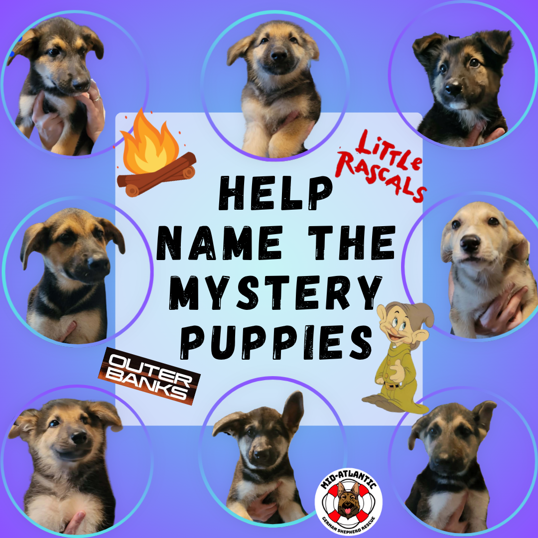 Name the Mystery Pups