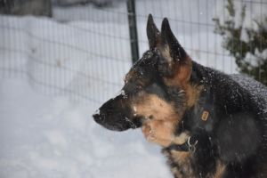 Argo loving the snow. 