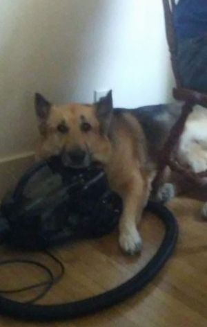 This is Salena being her cute self resting on the vacuum cleaner.  So sad to say that my precious Salena went to rest on June 8th, 2022.  Nothng will ever be the same without her.  I am so grateful to MAGSR for letting me adopt her and share my life with 