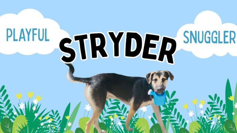 Stryder
