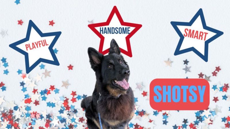 Sweet Shotsy is our Dog of the Month