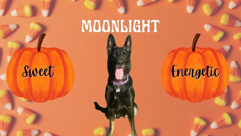 Moonlight is October's DOTM!
