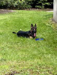 She's a frisbee kinda girl! 