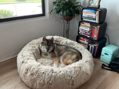 My beloved Aziza (formerly known as Libby, a MAGSR alum) crossed the rainbow bridge on December 7, 2024. ❤️🤍🐺🌈🐾