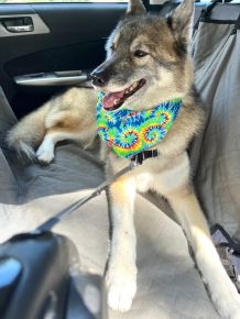 I miss Aziza dearly; she was not just my darling doggie but my soulmate. ❤️🤍🐺🌈🐾