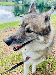 Aziza was sweet, smart, playful, and so loving—a perfect soul. ❤️🤍🐺🌈🐾