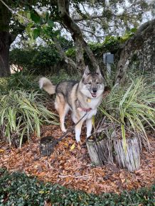 Rest in eternal peace, my precious furbaby. Momma loves you forever. 💔🤍🐺🌈🐾