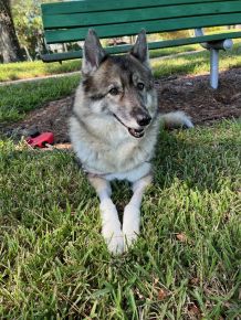 “If the kindest souls were rewarded with the longest lives, our dogs would outlive us all.” ❤️🤍🐺🌈🐾