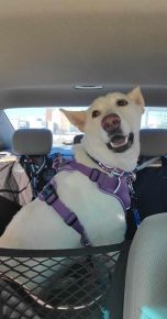 Going to my furever home.  I'm a hap-hap-happy Dog!!!