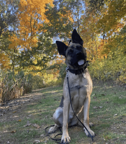 Bella calendar entry