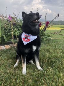 Bo