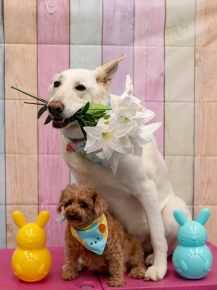 Bo & Jet calendar entry