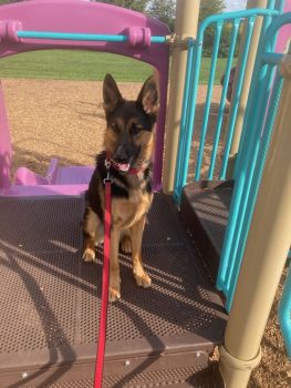 Cooper want to find his forever family.  Are they on the monkey bars?