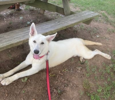 Beautiful Evie relaxing at the kennel - waiting on her perfect hooman