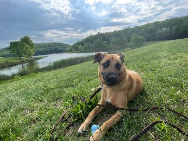 Freyja resting after a long hike at Greenbrier State Park. Hiking side effects included sweating, euphoria, and general awesomeness :)