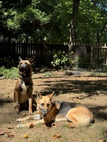 Gordon and Cleo taking a break 