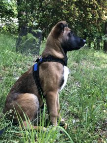 Gordon as a pup!