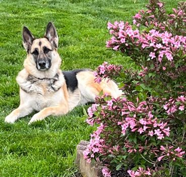 Taking a break from ball fetching, Grace laid next to a blooming bush.