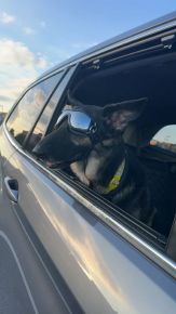 Living my best life! Harley loves the car and tries to jump in anytime we are leaving.