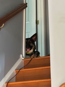 Harley loves to sit at the top of the steps. She also always has her tongue hanging out. 