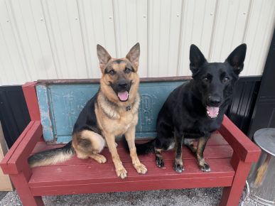 Harley and Lenna on their favorite bench ready for pets.