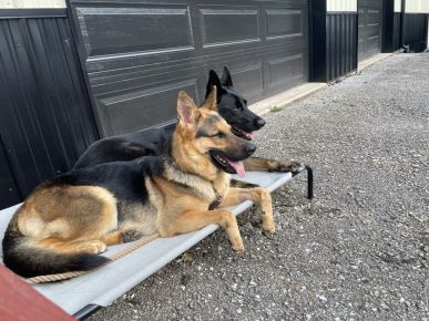 Harley and Lenna relaxing on a warm day on their Coolaroo.
