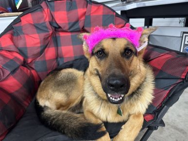 Harley on her Gotcha Day with her pretty pink tiara.