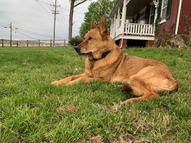 Mitzi loved guarding the farm.